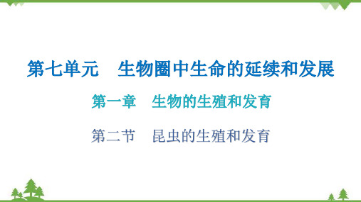 人教版生物八年级下册 第七单元第一章 第二节  昆虫的生殖和发育习题课件(共19张PPT)