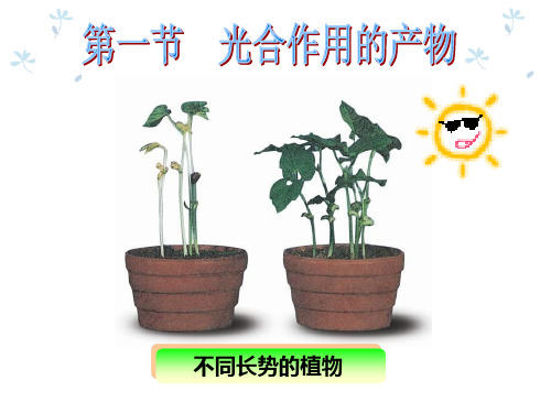 冀教版八上生物  3.光合作用的产物 课件   