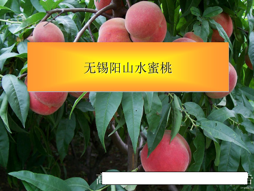 无锡阳山水密桃讲义(ppt 18页)