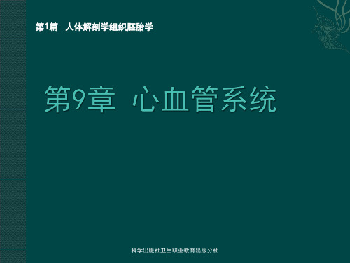 人体解剖学课件   脉管系统-心血管系统-动、静脉