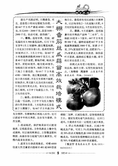 大棚番茄丝瓜蒜苗高效栽培模式