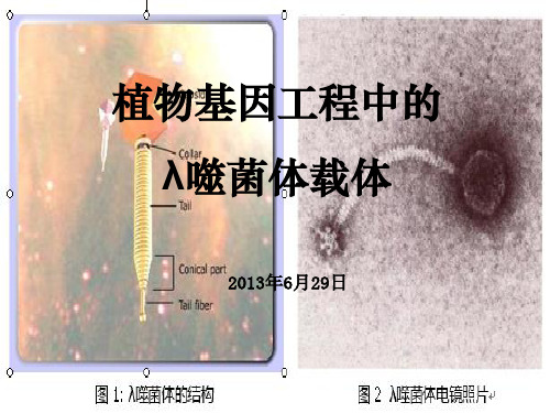 植物基因工程中的λ噬菌体载体