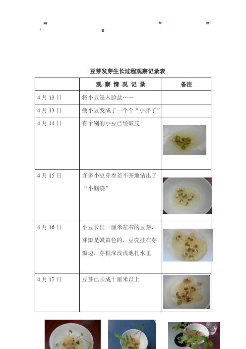 豆芽发芽生长过程观察记录表