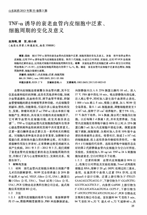 TNF—α诱导的衰老血管内皮细胞中泛素、细胞周期的变化及意义