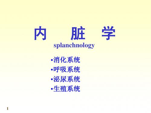 系统解剖学-第四、五章-内脏学