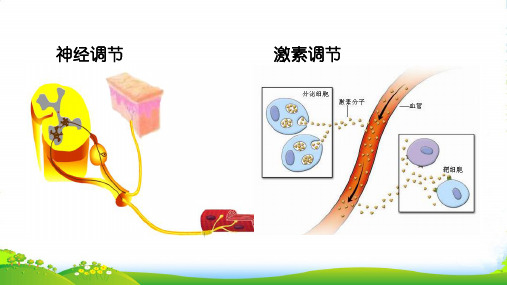 人教版高中生物必修三课件：2.3神经调节和体液调节的关系 (共14张PPT)