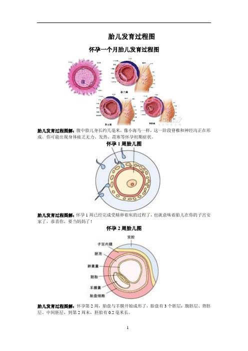 胎儿发育过程图