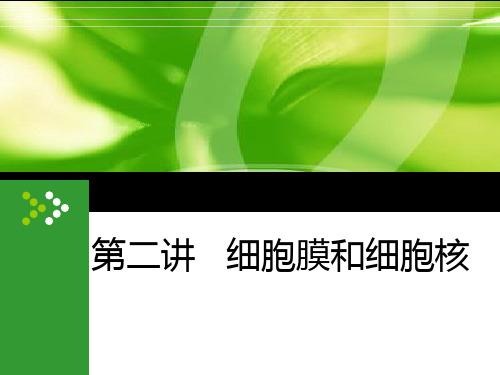 2020年高考生物(新课改专用)一轮复习  细胞膜和细胞核