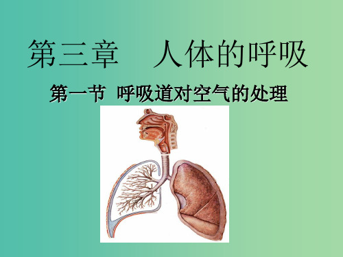 七年级生物下册 3.1 呼吸道对空气的处理 新人教版