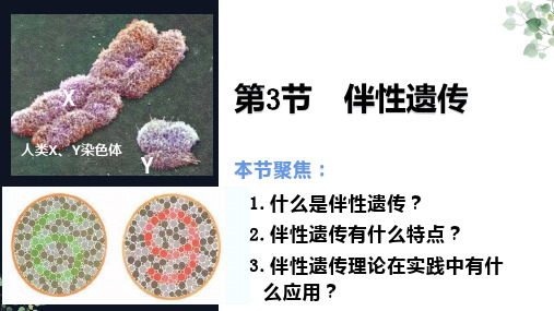 高中生物—— 伴性遗传