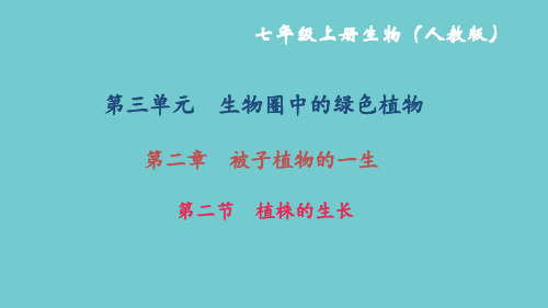 新人教版七年级生物上册第二节植株的生长课件