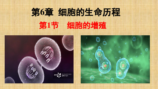 【公开课】细胞的增殖课件-2022-2023学年高一上学期生物人教版(2019)必修1