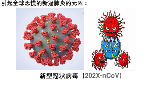 趣味生物(病毒)(课件)小学科学趣味生物课外拓展通用版