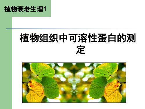 植物衰老生理 植物组织中可溶性蛋白的测定 浙江大学植物生理学实验课件