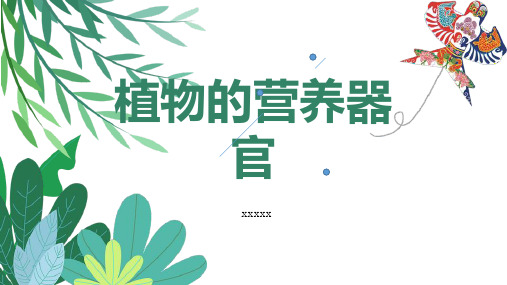 植物的营养器官 (修改版)