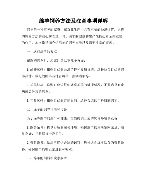 绵羊饲养方法及注意事项详解