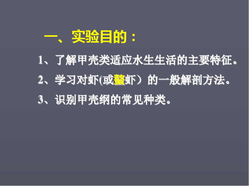 螯虾解剖医学PPT课件.ppt