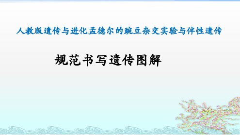 规范书写遗传图解课件高一生物人教版必修二