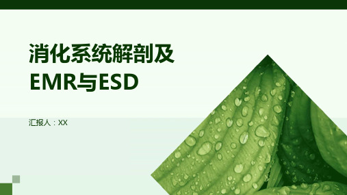 消化系统解剖及EMR与ESD