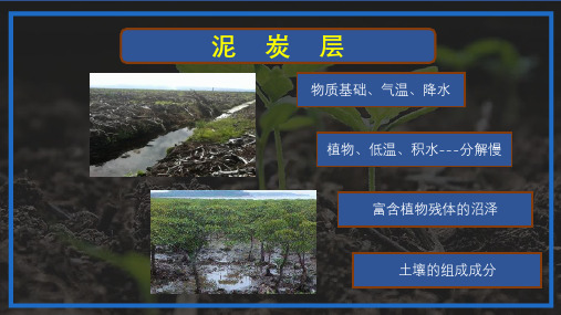 微专题“泥炭层”(共18张PPT)