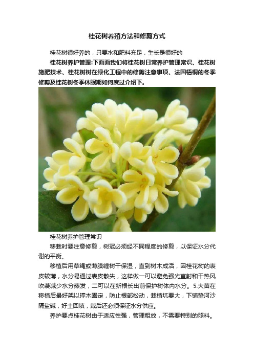 桂花树养殖方法和修剪方式