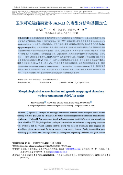 玉米籽粒皱缩突变体sh2021_的表型分析和基因定位