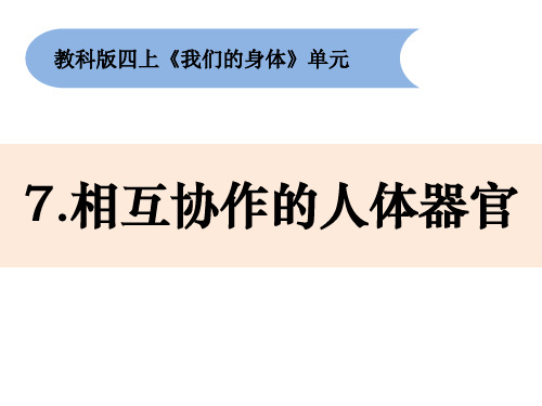 教科版四年级上册科学4-7《相互协作的人体器官》