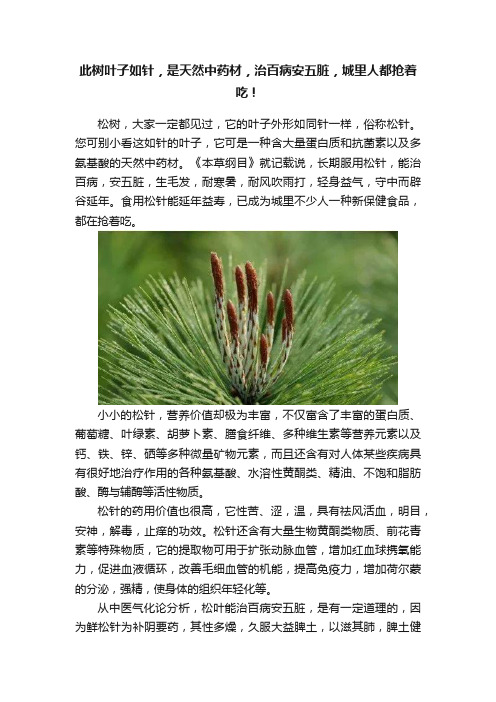 此树叶子如针，是天然中药材，治百病安五脏，城里人都抢着吃！