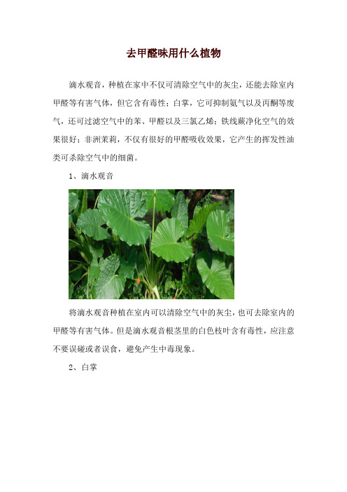 去甲醛味用什么植物