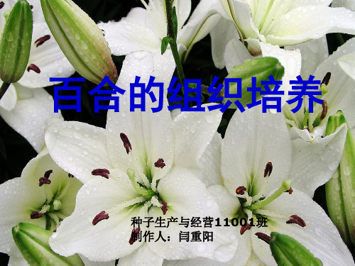 百合的组织培养
