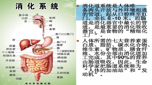 益生菌与肠道健康