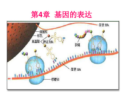 人教版必修2高中生物 第4章 基因的表达课件