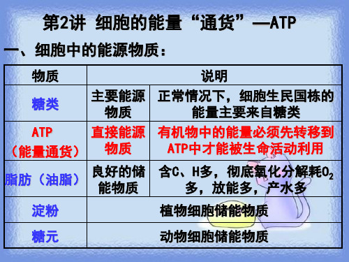 ATP的结构与作用1