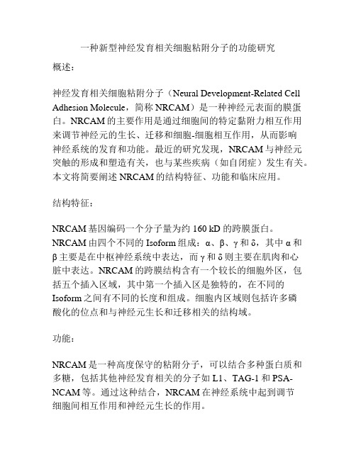 一种新型神经发育相关细胞粘附分子的功能研究