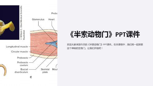 《半索动物门》课件