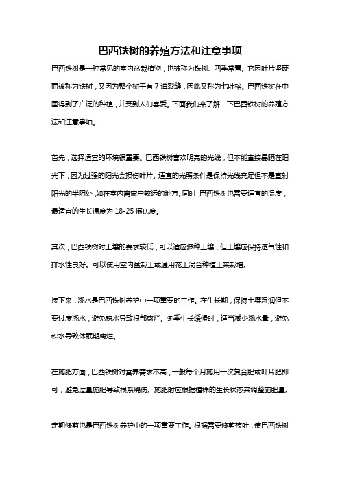 巴西铁树的养殖方法和注意事项