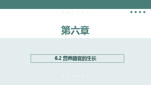 第二节营养器官的生长同步课件2023--2024学年北师大版生物七年级上册