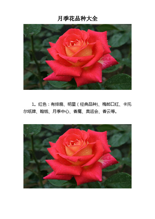 月季花品种大全