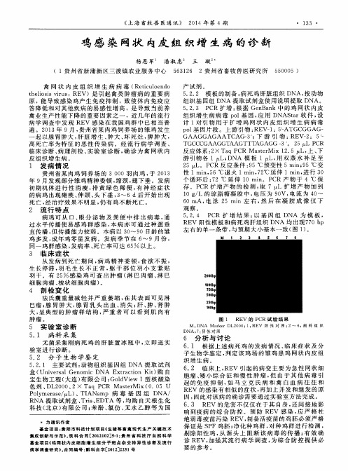 鸡感染网状内皮组织增生病的诊断