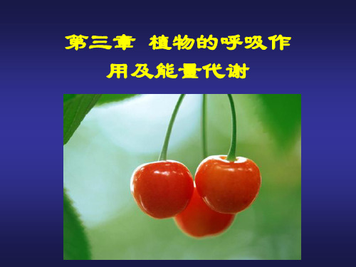 植物生理学课件第四章呼吸作用