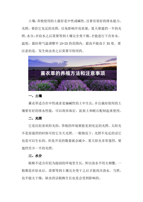 薰衣草的养殖方法和注意事项