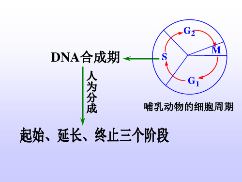 DNA生物合成过程