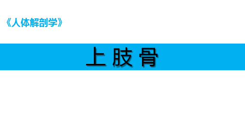 人体解剖学课件：上肢骨