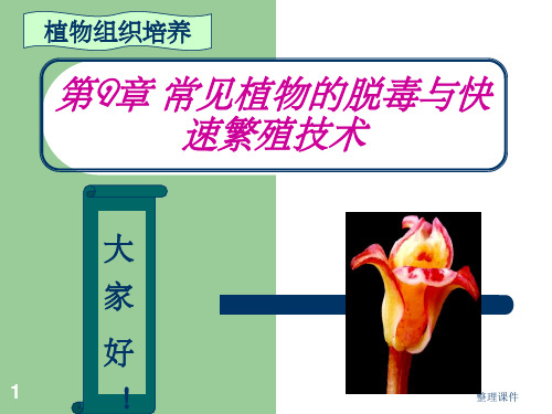 常见植物的脱毒与快速繁殖技术