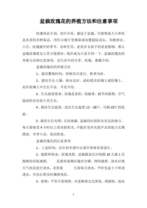 盆栽玫瑰花的养殖方法和注意事项