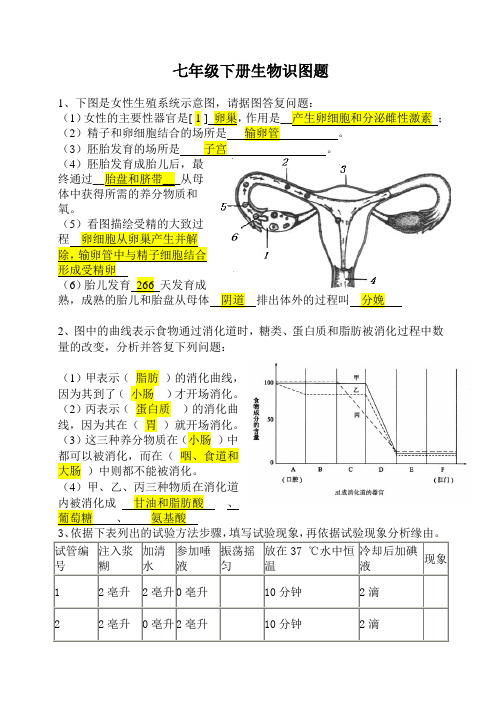 七年级下册生物识图题答案1