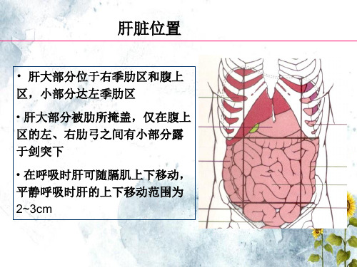 正常肝脏解剖和组织结构文档ppt