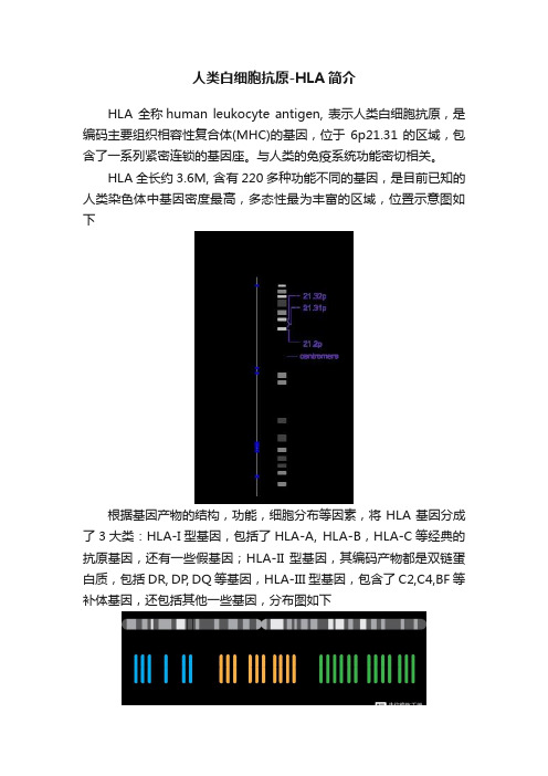 人类白细胞抗原-HLA简介