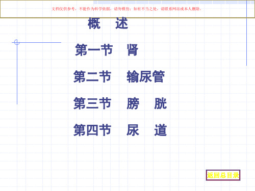 系统解剖学人体泌尿系统课件