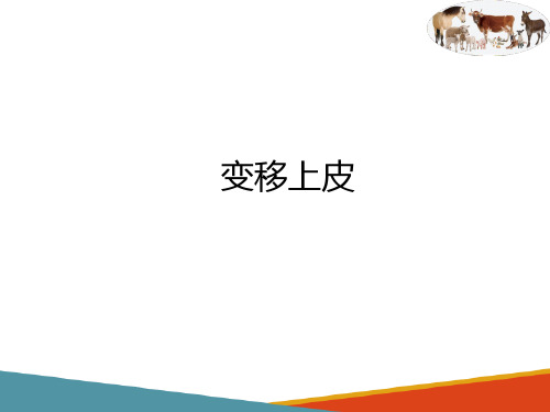 动物基本组织特点、分布及功能—上皮组织的特点、分布及功能(动物解剖课件)